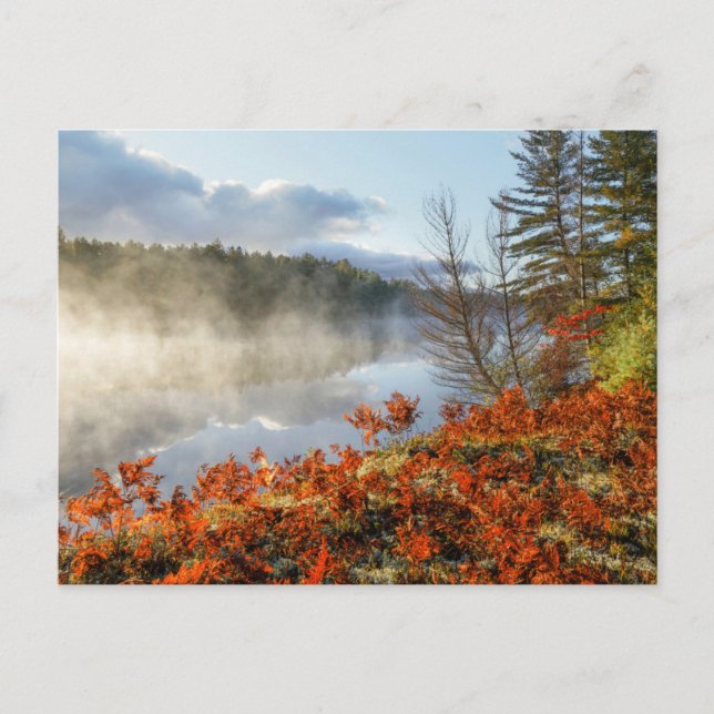 Ferns on Shoreline | Paradies, Michigan Postkarte (Vorderseite)