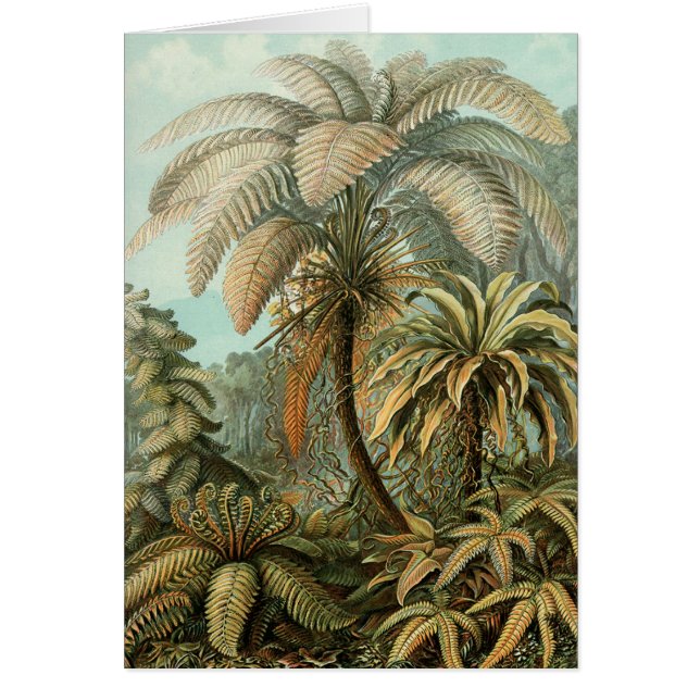 Ferns Palm Tree Antique Botanischer Garten (Vorne)