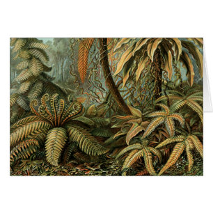 Ferns Palm Tree Antique Botanischer Garten