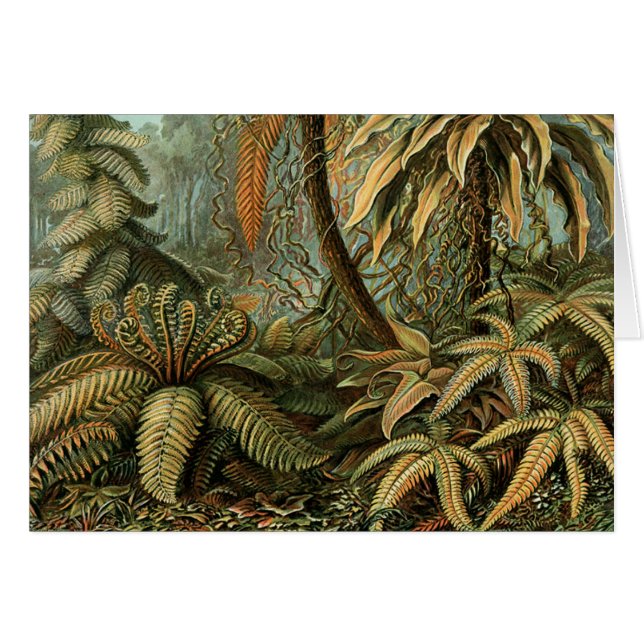 Ferns Palm Tree Antique Botanischer Garten (Vorderseite (Horizontal))