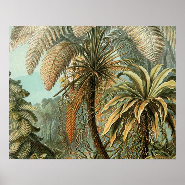 Ferns Palm Tree Antique Botanischer Garten Poster (Vorne)