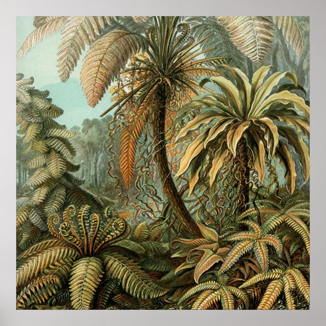 Ferns Palm Tree Antique Botanischer Garten Poster (Vorne)
