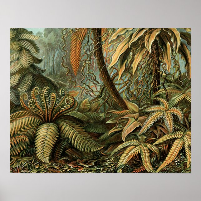 Ferns Palm Tree Antique Botanischer Garten Poster (Vorne)