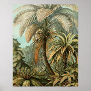 Ferns Palm Tree Antique Botanischer Garten Poster