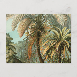 Ferns Palm Tree Antique Botanischer Garten Postkarte