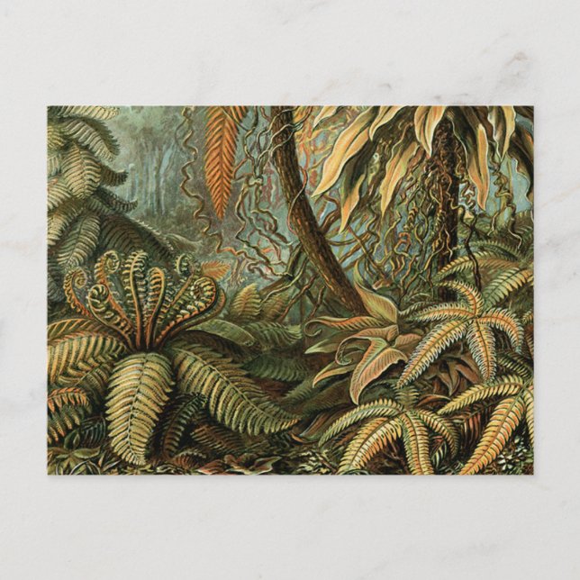 Ferns Palm Tree Antique Botanischer Garten Postkarte (Vorderseite)
