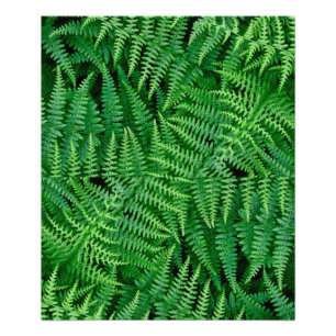 Ferns: Schönheit in der Natur: Fotodruck