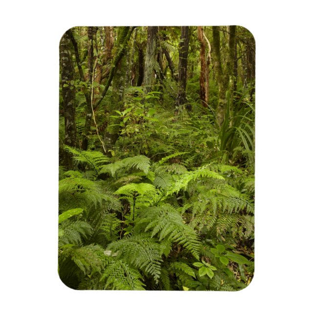 Ferns und Mutterbusch bei Matai Falls, Catlins Magnet (Vertikal)