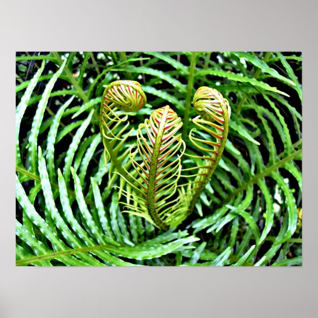 Ferns Unfurling Poster (Vorne)