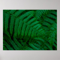 Ferns von Pico Island