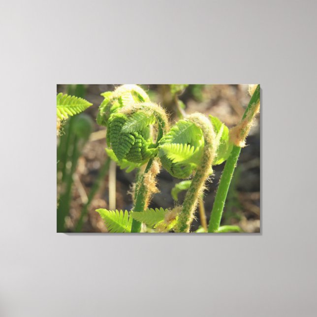 Ferns Weck einfach auf Leinwanddruck (Vorderseite)