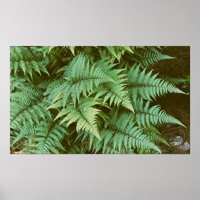 Fernseh Poster (Vorne)