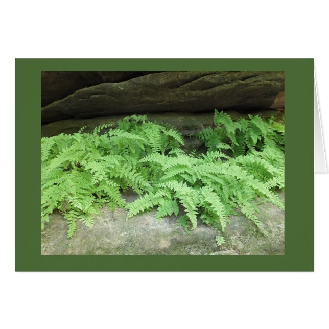 Ferny Leiste (Vorderseite (Horizontal))