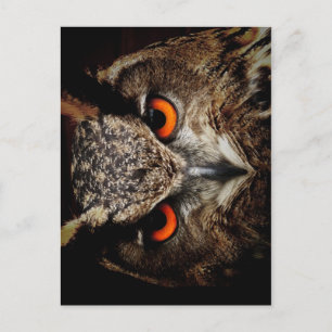 Ferocious Owl Postkarte