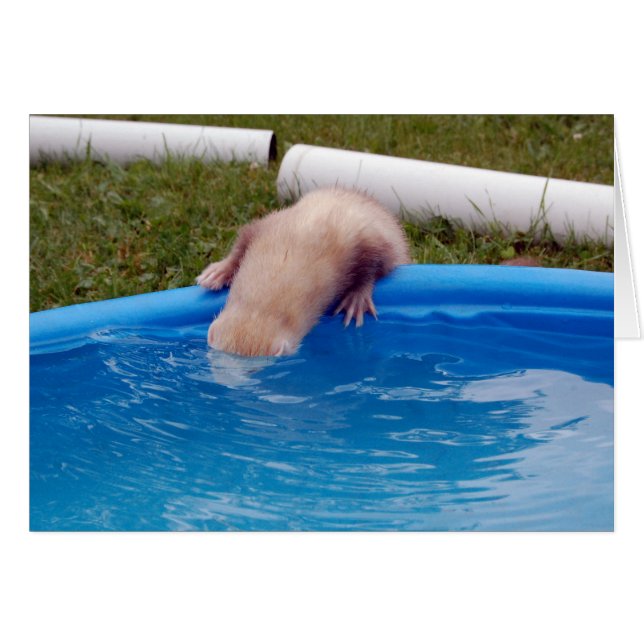 Ferret (Vorderseite (Horizontal))