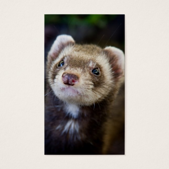 Ferret (Vorderseite)