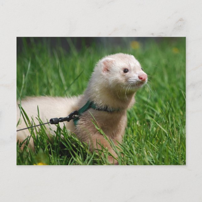 Ferret 1 postkarte (Vorderseite)