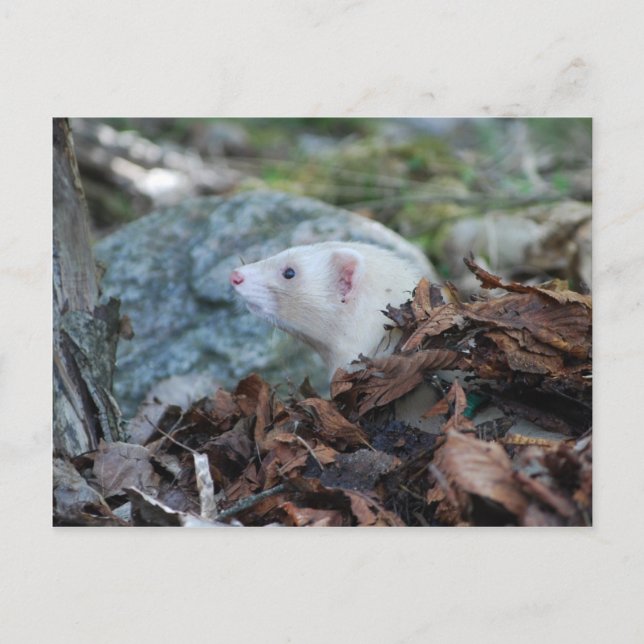 Ferret 2 postkarte (Vorderseite)