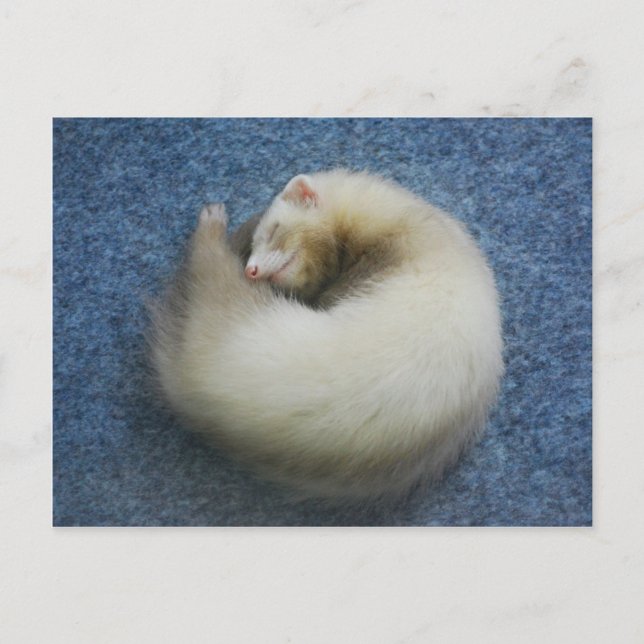 Ferret 4 postkarte (Vorderseite)