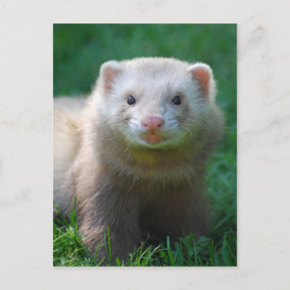 Ferret 7 postkarte
