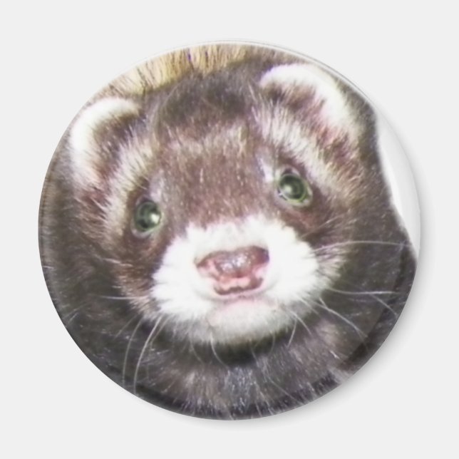 Ferret Face Picture Magnet (Vorne)