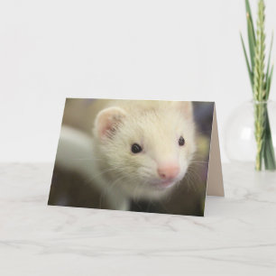 Ferret Karte