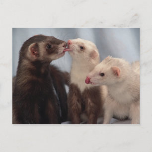 Ferret Liebe Postkarte