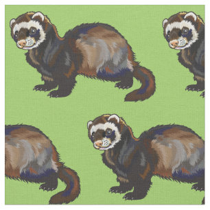 Ferret (Mustela putorius furo) Stoff
