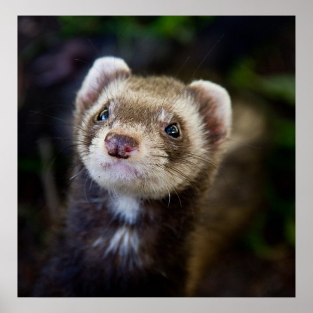 Ferret Poster (Vorne)