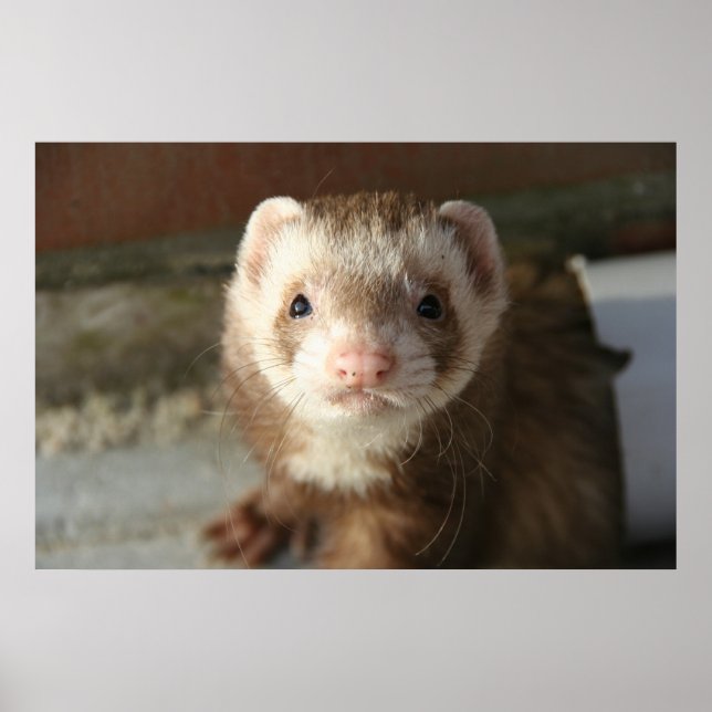 Ferret Poster nah-up (Vorne)