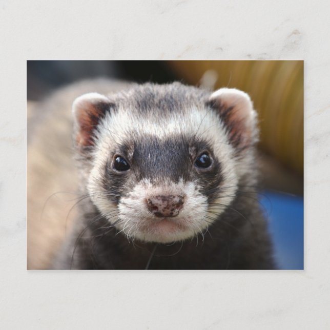 Ferret Postkarte (Vorderseite)