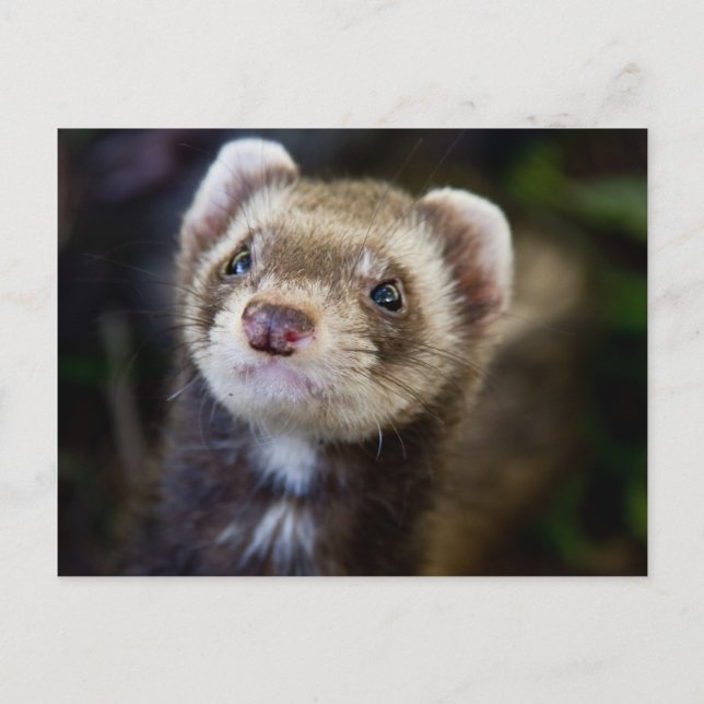 Ferret Postkarte (Vorderseite)