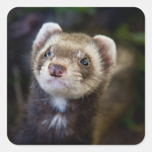 Ferret Quadratischer Aufkleber