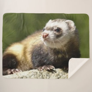 FERRET SHERPADECKE