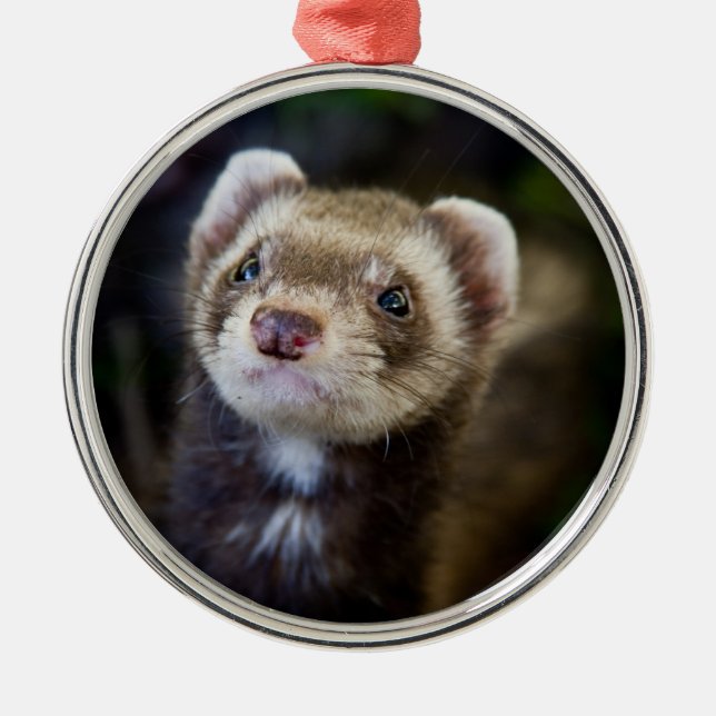 Ferret Silbernes Ornament (Vorne)