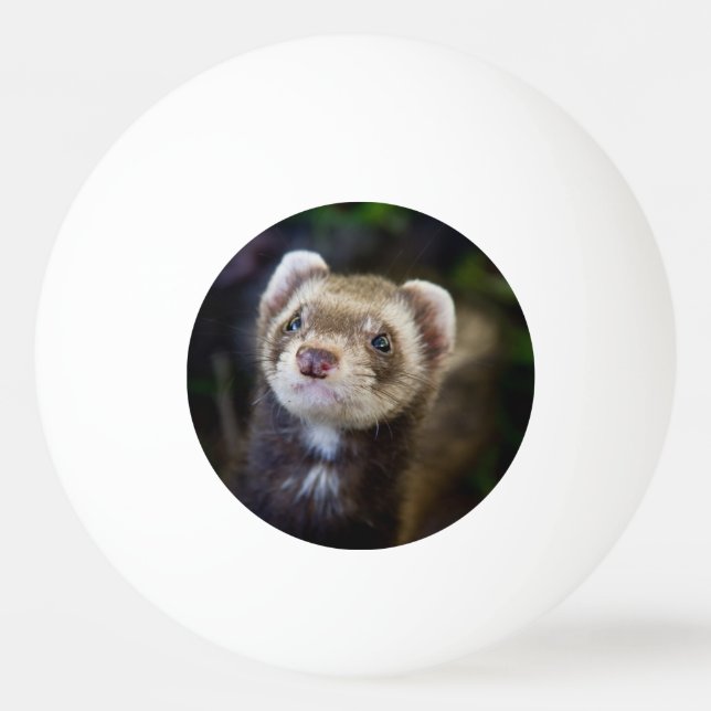 Ferret Tischtennisball (Vorderseite)