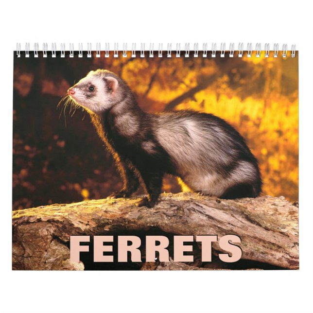 Ferrets Wall Calendar Kalender (Titelbild)