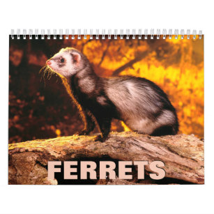 Ferrets Wall Calendar Kalender