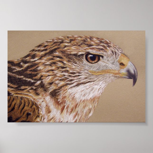 Ferruginous Hawk Poster (Vorne)
