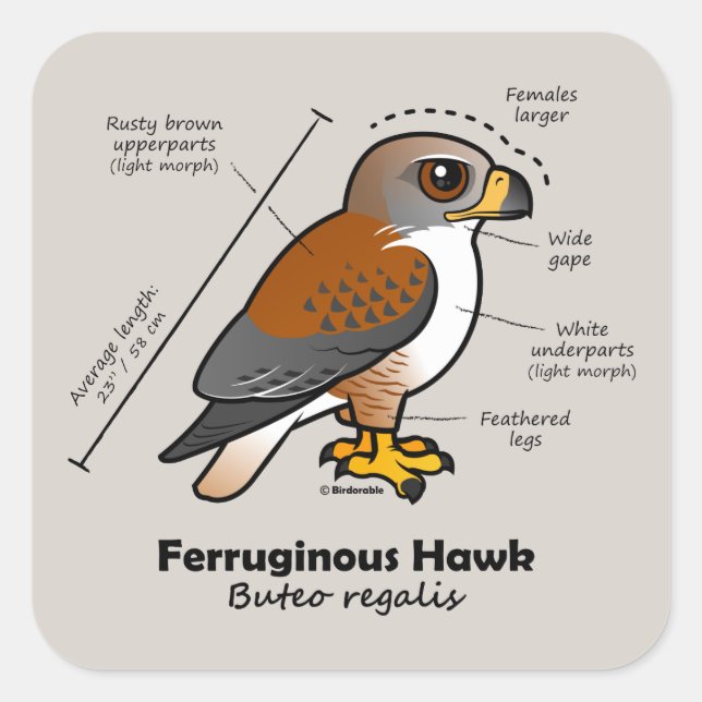 Ferruginous-Hawk-Statistik Quadratischer Aufkleber (Vorderseite)