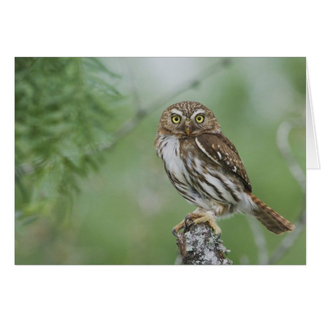 Ferruginous Pygmy-Owl, Glaucidium brasilianum, 3 (Vorderseite (Horizontal))