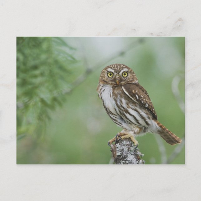 Ferruginous Pygmy-Owl, Glaucidium brasilianum, 3 Postkarte (Vorderseite)