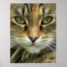 Ferry Tabby Cat mit grünem Auge Portrait Print