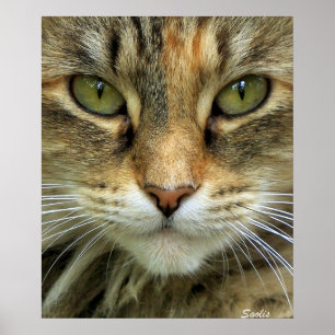 Ferry Tabby Cat mit grünem Auge Portrait Print Poster