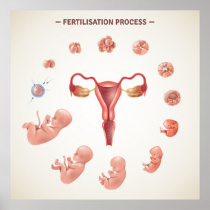 Fertilisation Poster