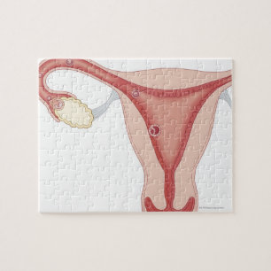 Fertilisiertes Ei zu Embryonen Puzzle