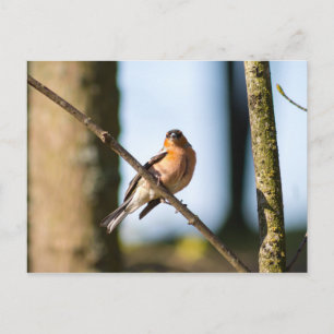 Fesseln Postkarte