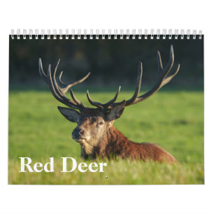 Fesselnd Roter Hirsch Kalender