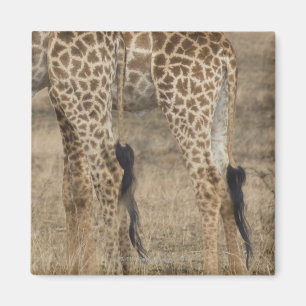 Feste Ernte von zwei Giraffen (Giraffa Magnet