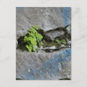 Festgestelltes Fern in Boulder Blue Graffiti Postk Postkarte